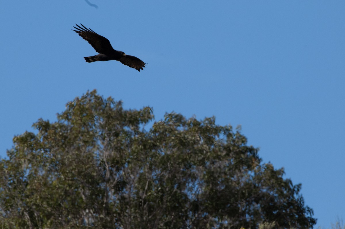 Zone-tailed Hawk - ML613140456