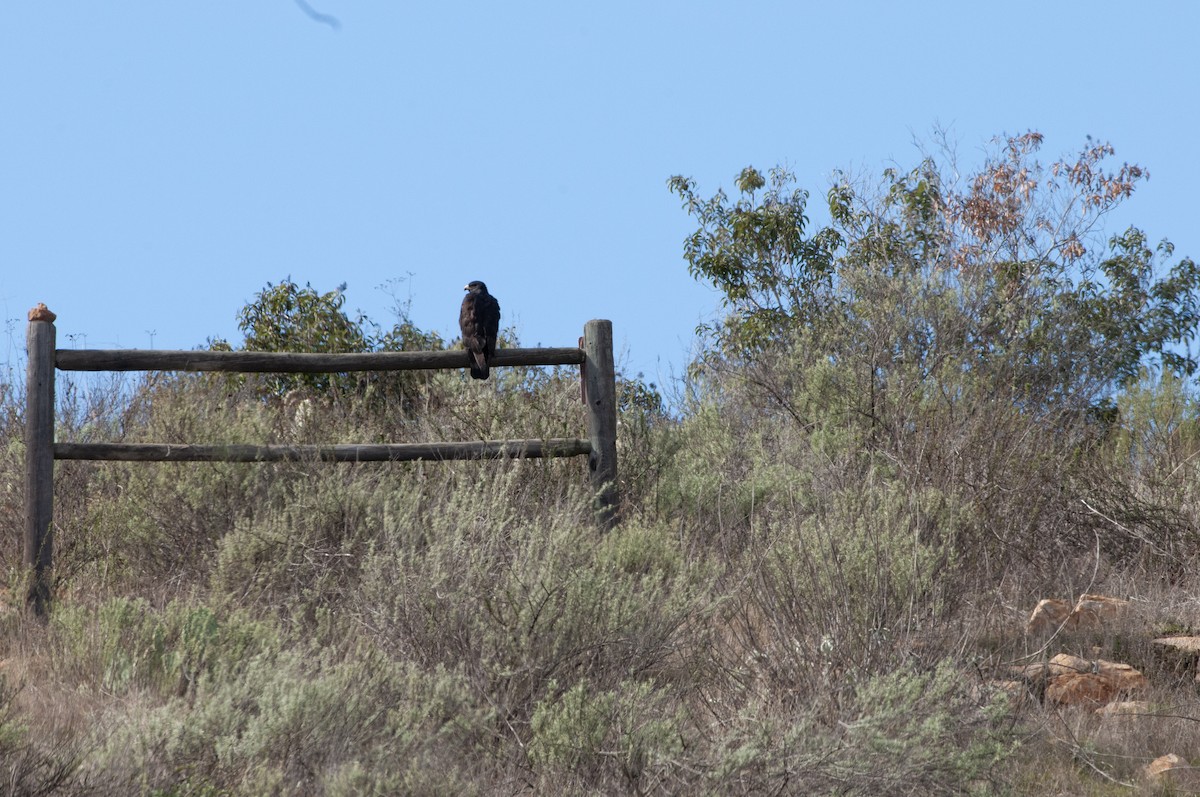 Zone-tailed Hawk - ML613140458