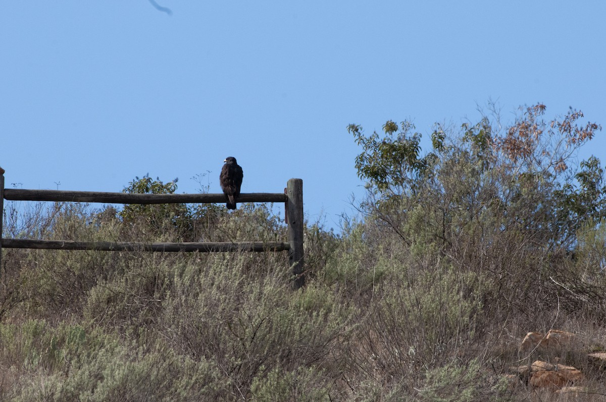 Zone-tailed Hawk - ML613140459