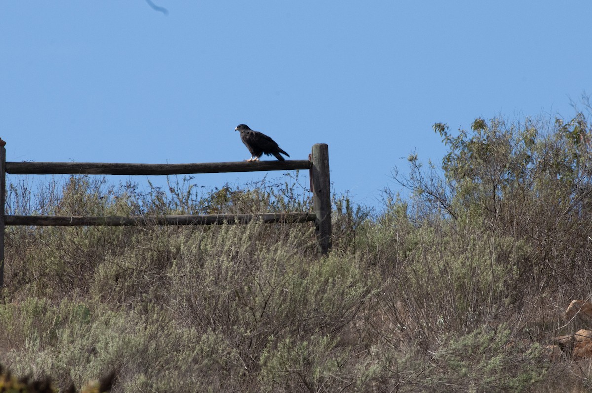 Zone-tailed Hawk - ML613140461