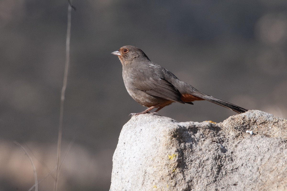 California Towhee - ML613140480