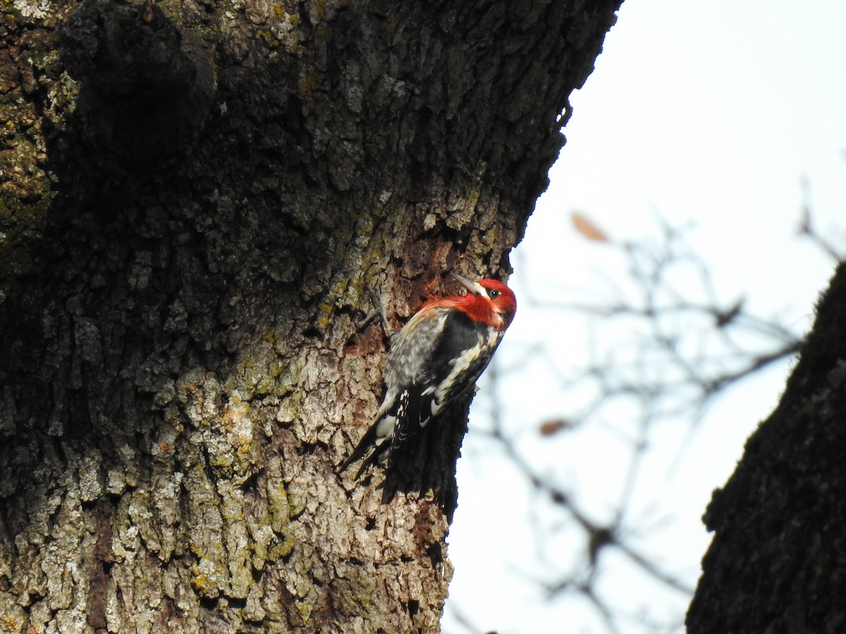 Red-breasted Sapsucker - Mary Forrestal