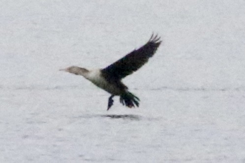 Double-crested Cormorant - ML613140495