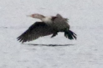 Double-crested Cormorant - ML613140496