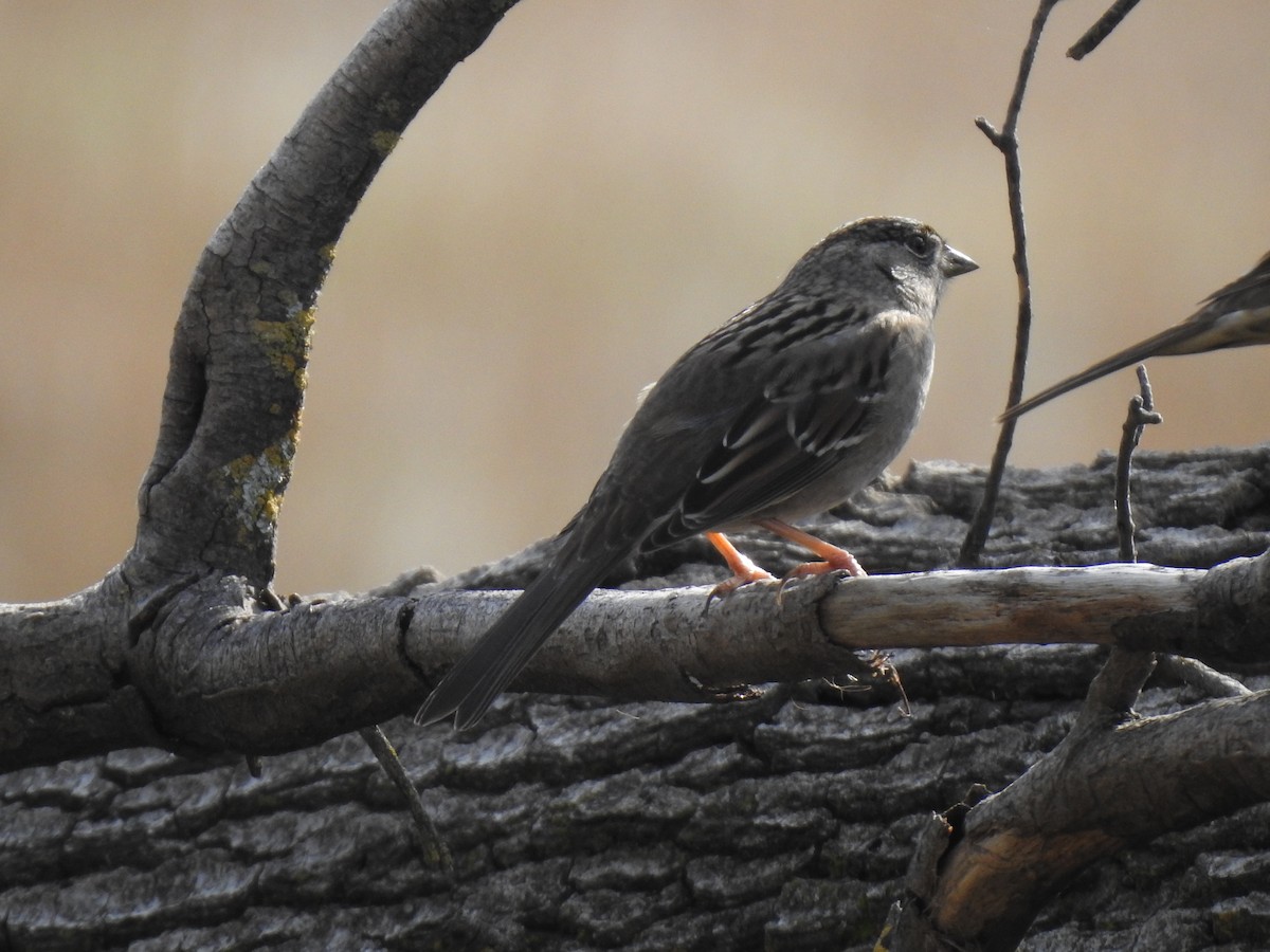 Golden-crowned Sparrow - Mary Forrestal