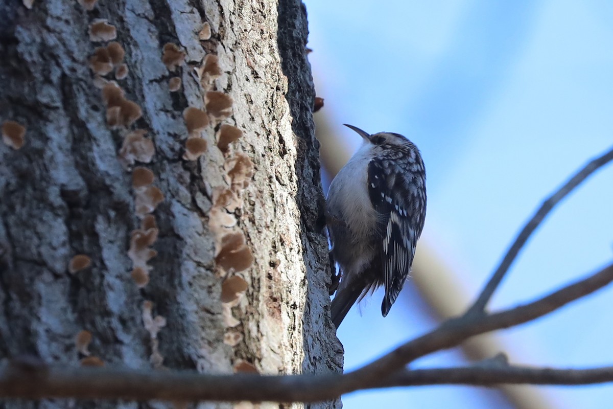 Brown Creeper - ML613140569