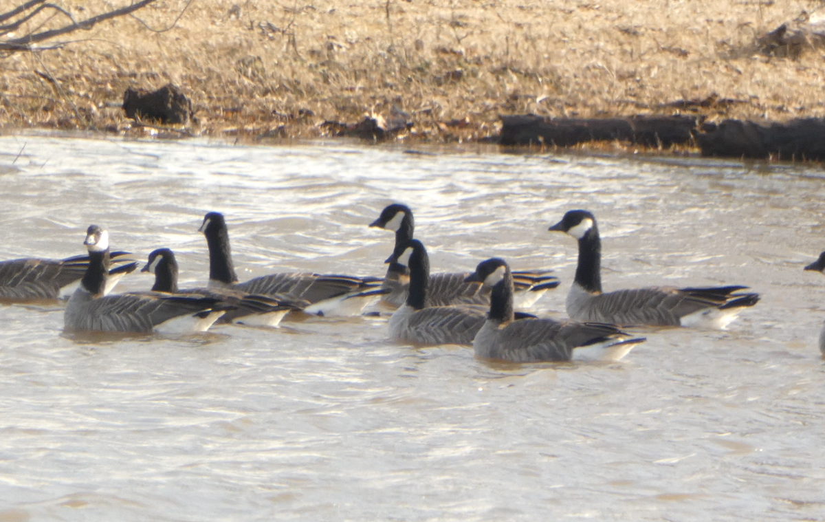 Cackling Goose - Kevin Hayes