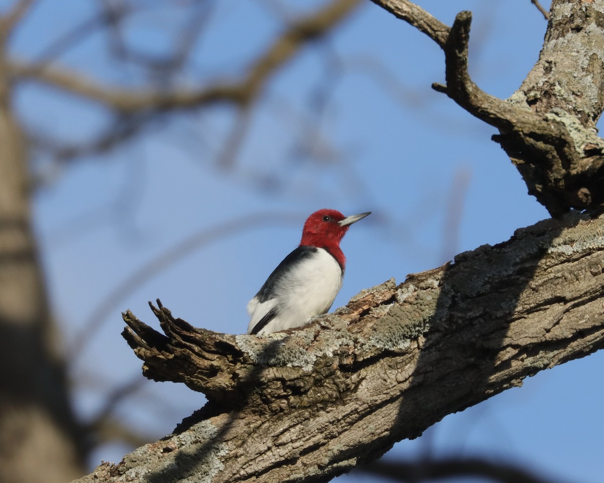 Red-headed Woodpecker - Ryan Andrew