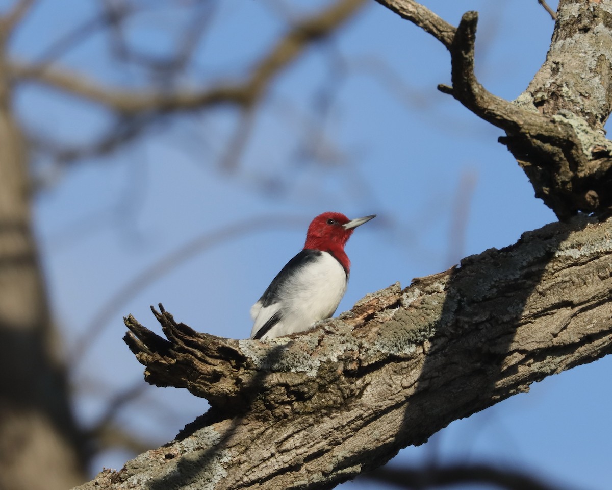 Pic à tête rouge - ML613140650