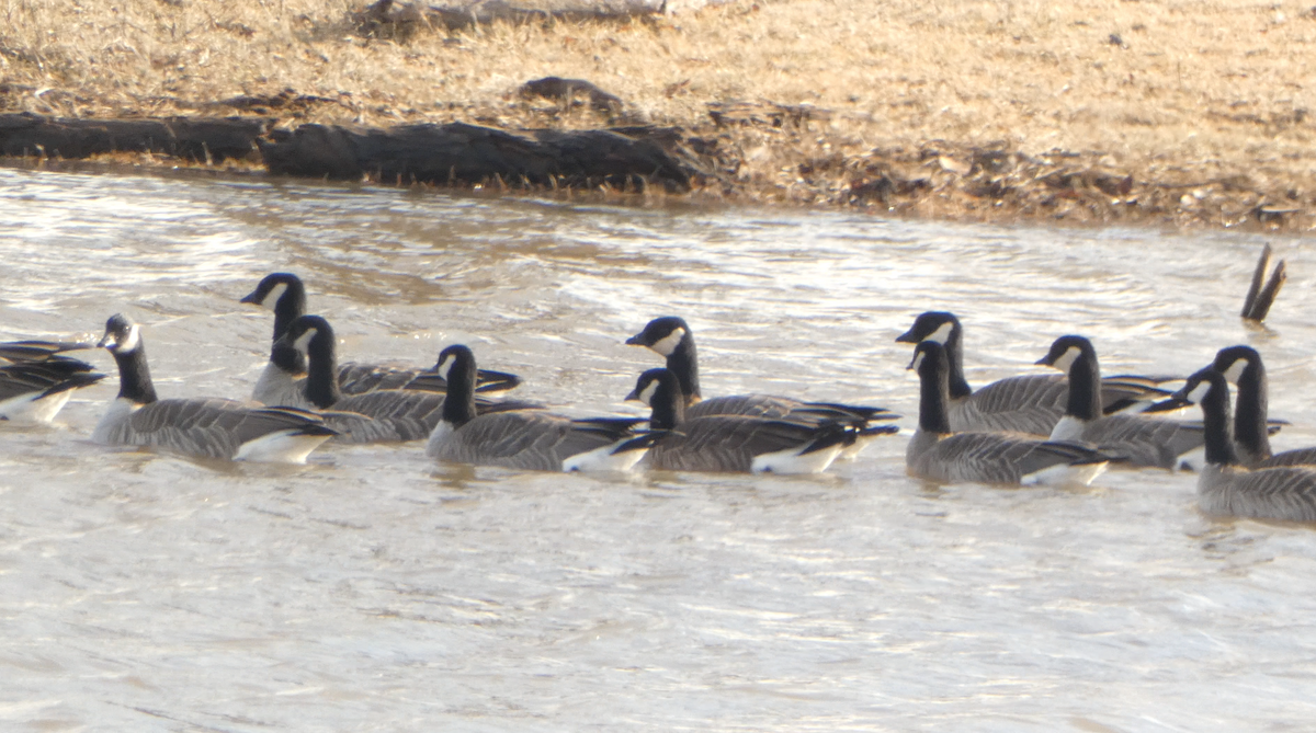 Cackling Goose - Kevin Hayes