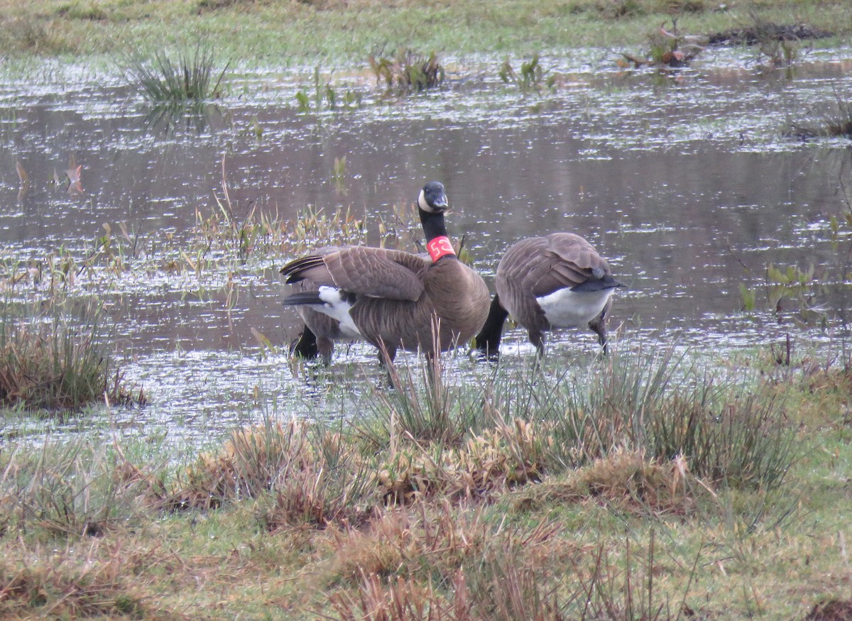 Canada Goose (occidentalis/fulva) - ML613140679