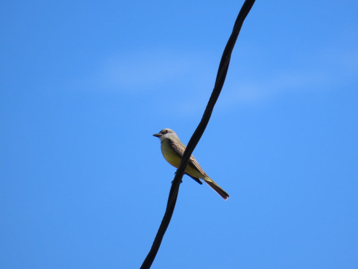 Tropical Kingbird - Nolan Keyes