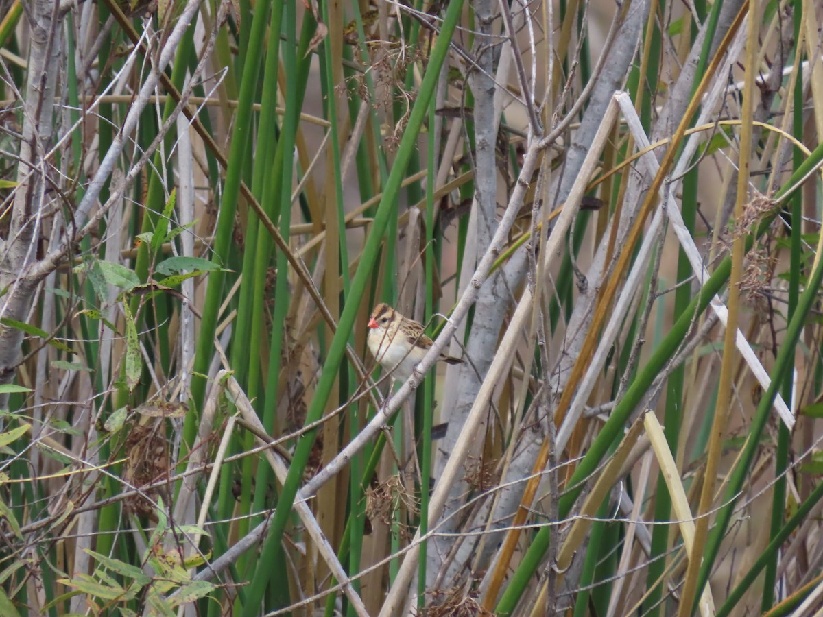 Pin-tailed Whydah - ML613140726