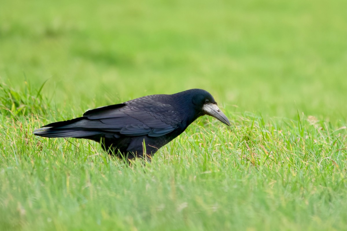 Rook - ML613140746