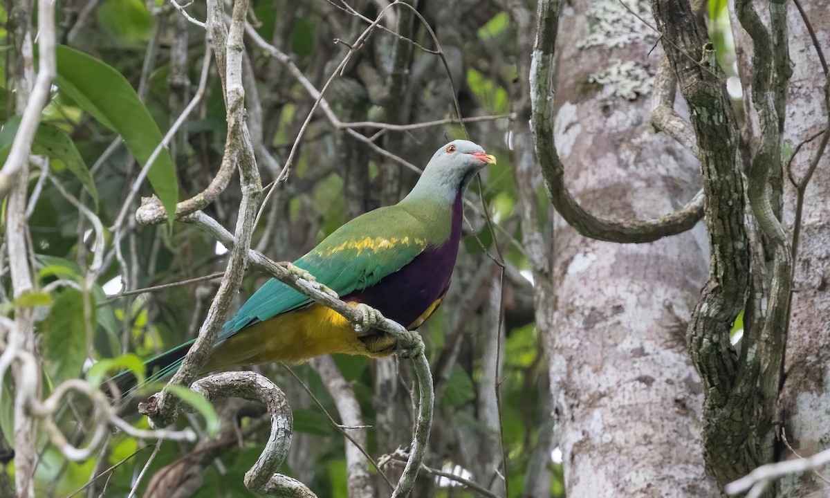 Wompoo Fruit-Dove - Paul Fenwick