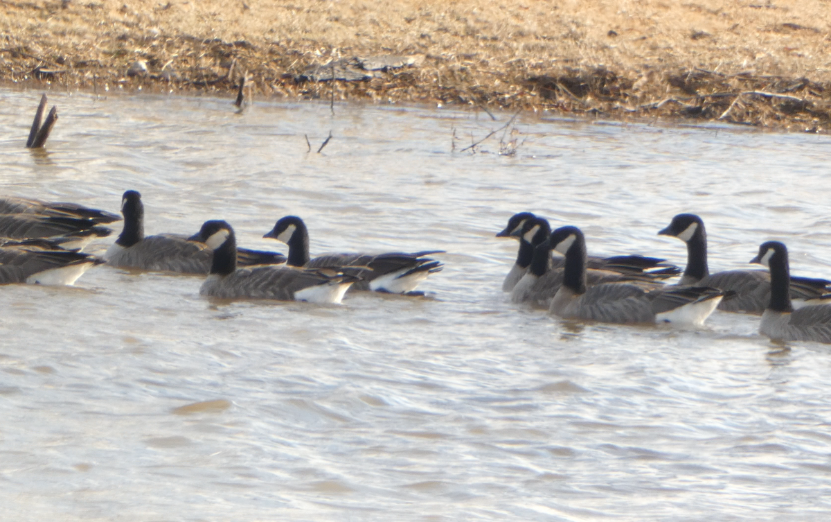 Cackling Goose - Kevin Hayes