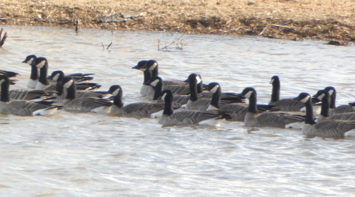 Cackling Goose - Kevin Hayes