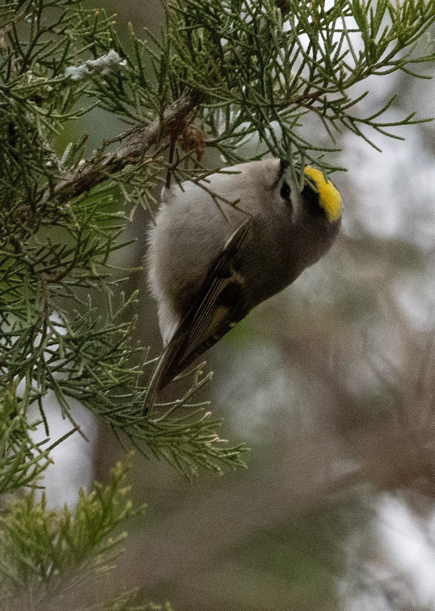 Golden-crowned Kinglet - ML613140785