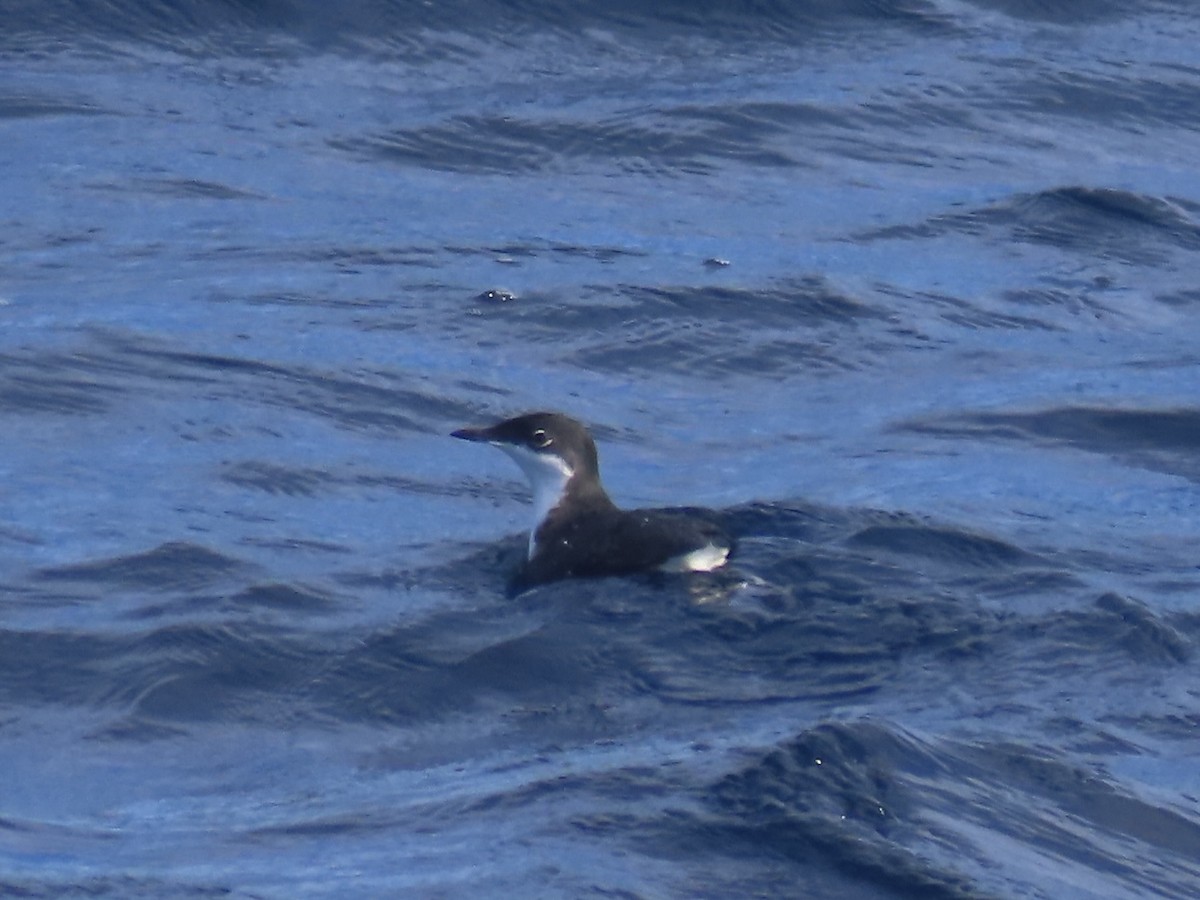 Scripps's Murrelet - ML613140801