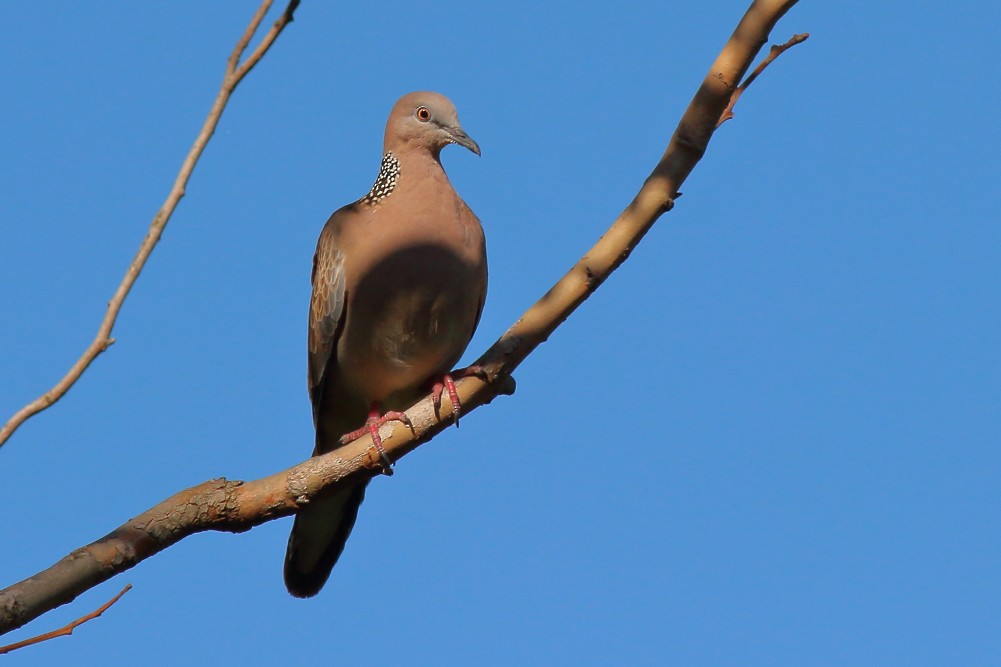 Spotted Dove - ML613140864