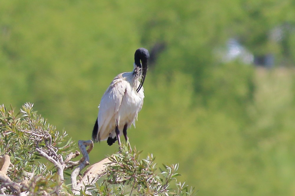 Australian Ibis - ML613140885