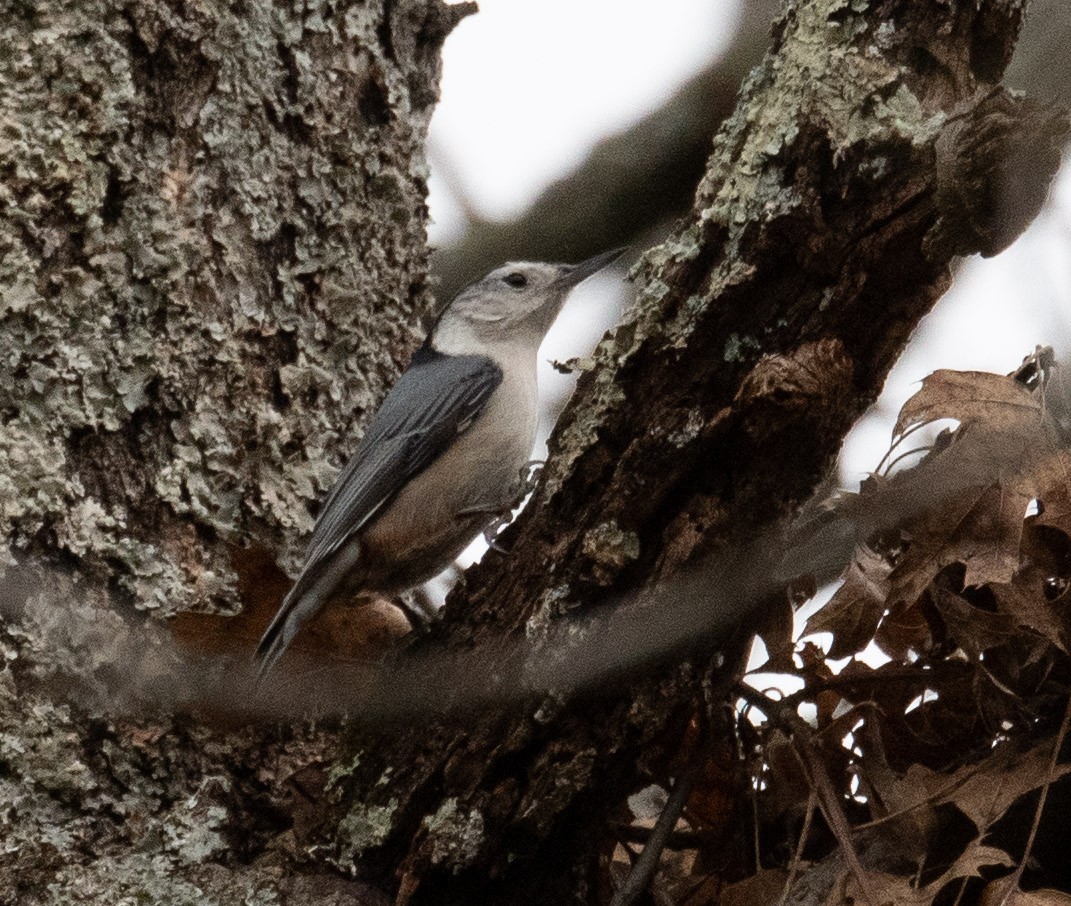 White-breasted Nuthatch - ML613140888