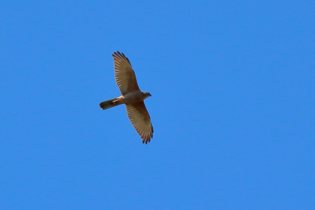 Brown Goshawk - ML613140891