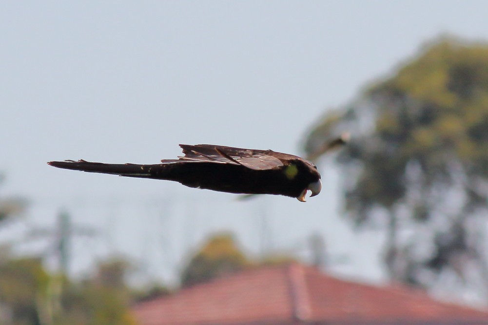 Yellow-tailed Black-Cockatoo - ML613140901