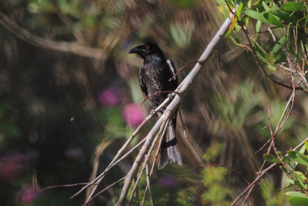 Spangled Drongo - ML613140967