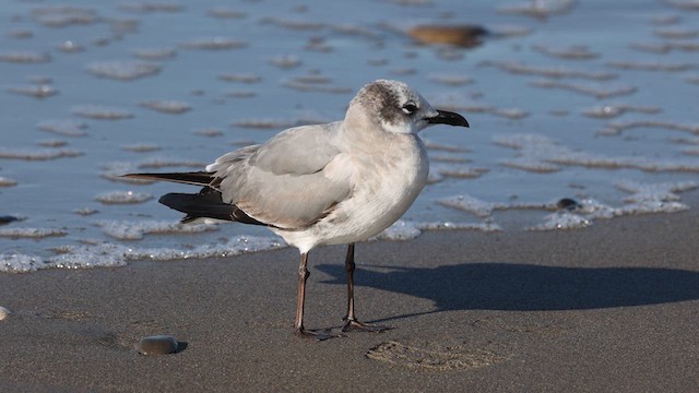 Laughing Gull - ML613141015