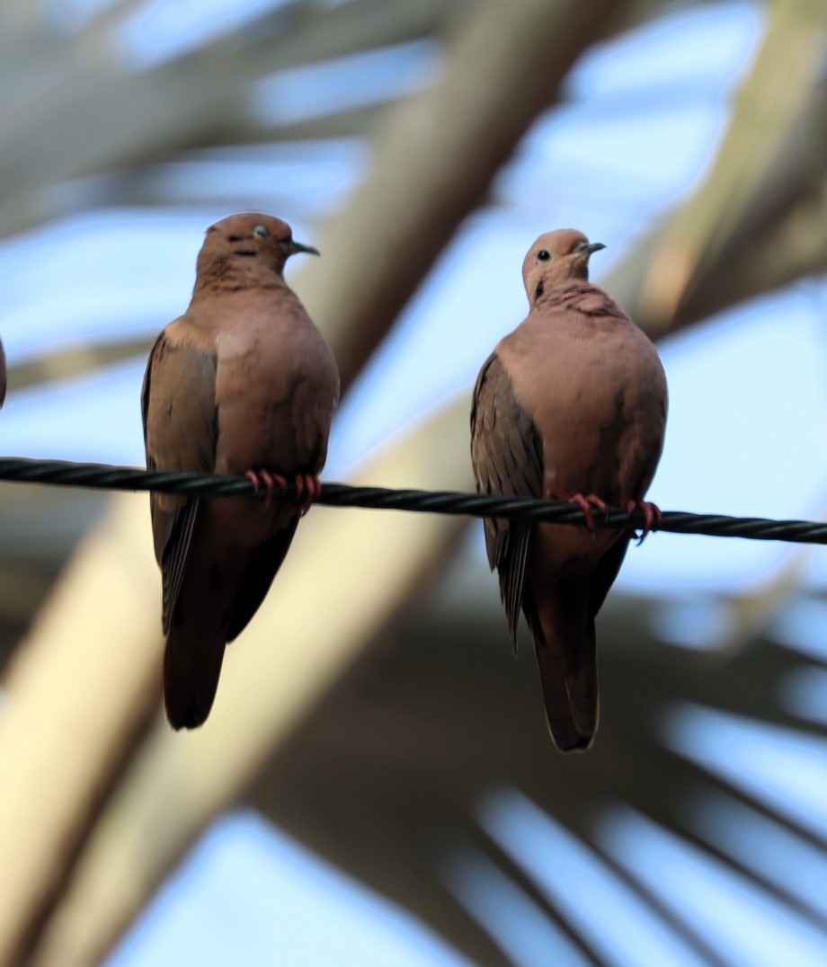 Eared Dove - ML613141077