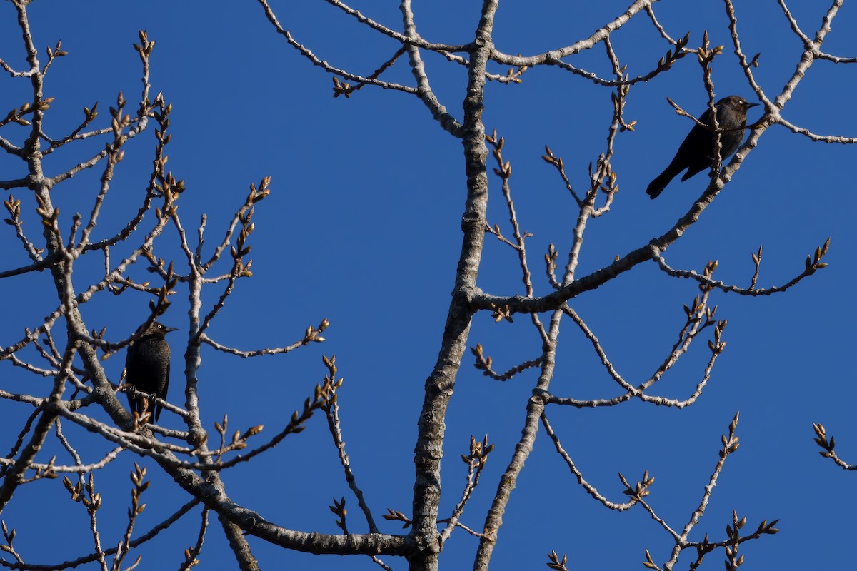 Rusty Blackbird - ML613141080