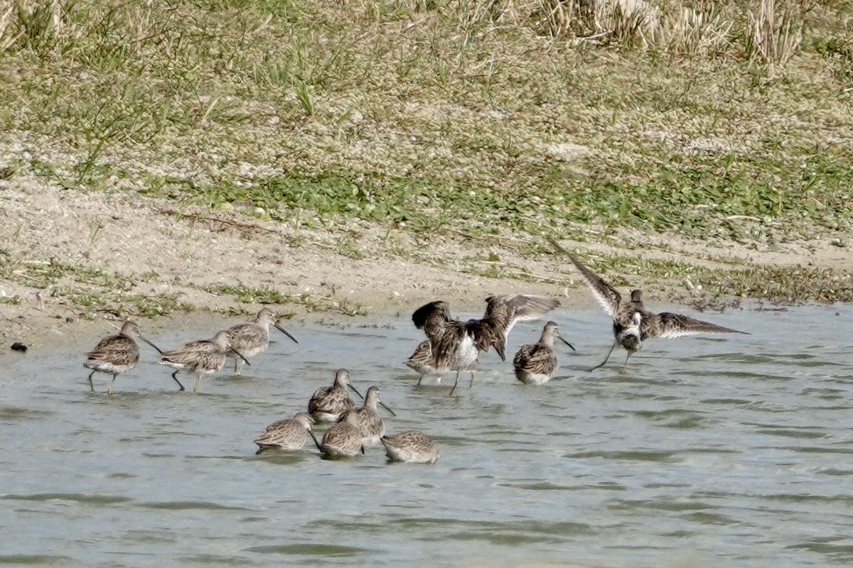 Long-billed Dowitcher - ML613141092