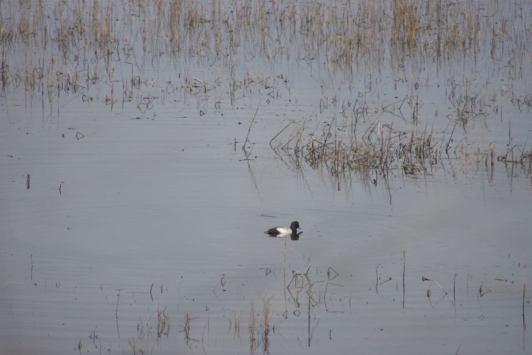 Lesser Scaup - ML613141110