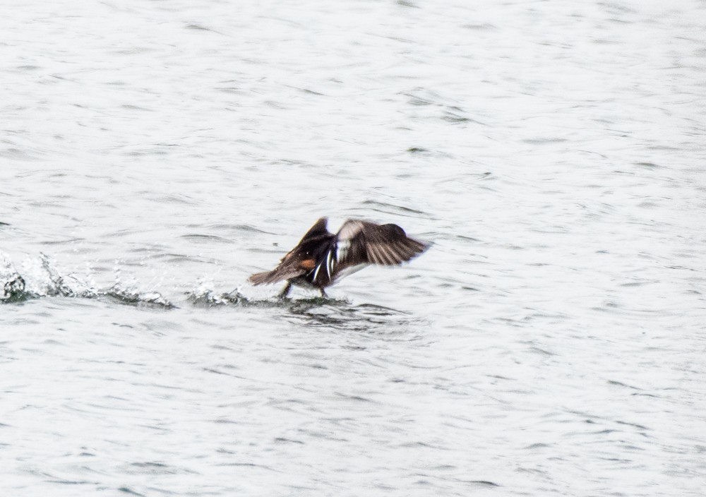 Hooded Merganser - ML613141122