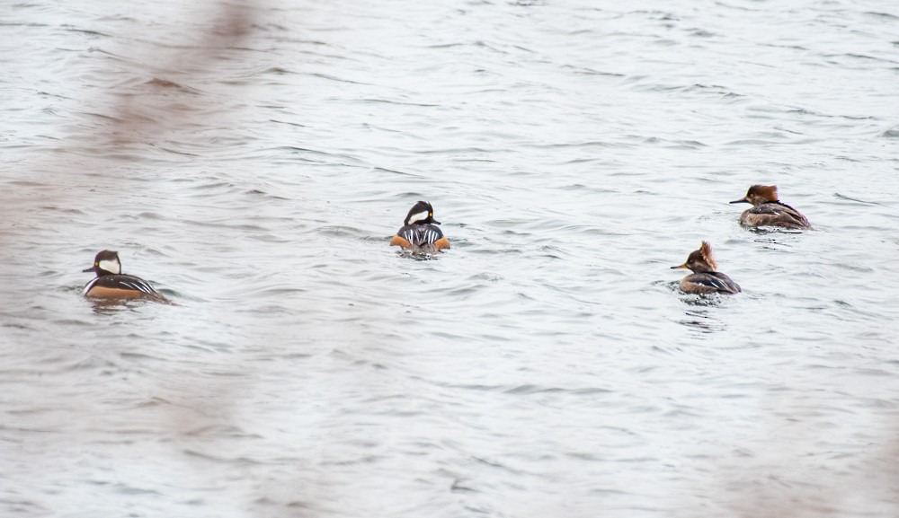 Hooded Merganser - ML613141123