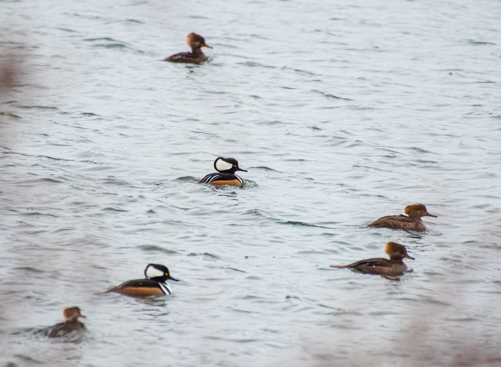 Hooded Merganser - ML613141124