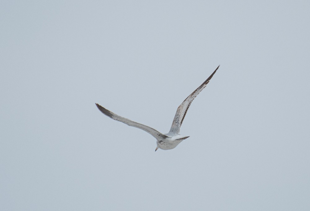 Ring-billed Gull - ML613141137