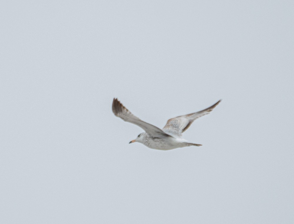 Ring-billed Gull - ML613141138