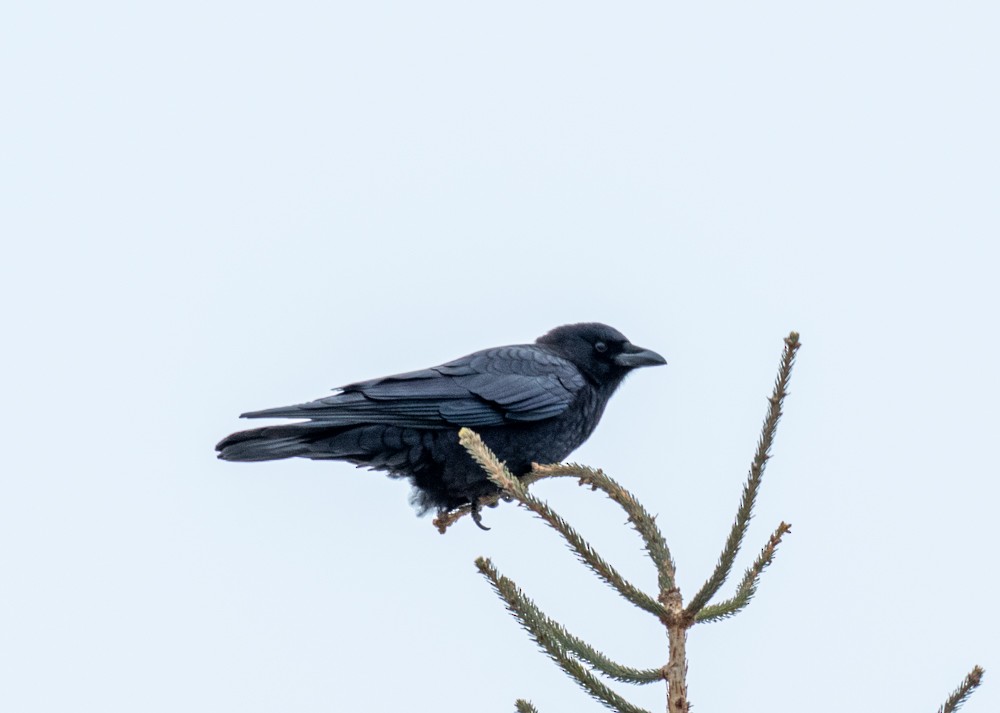 American Crow - ML613141165