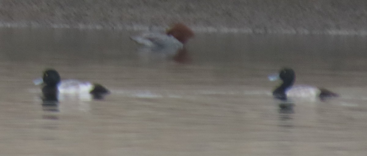 Greater Scaup - ML613141205