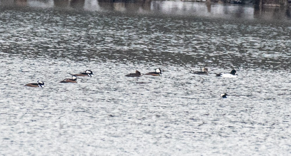 Common Goldeneye - ML613141215