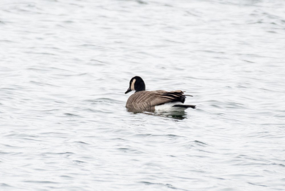 Canada Goose - Estela Quintero-Weldon