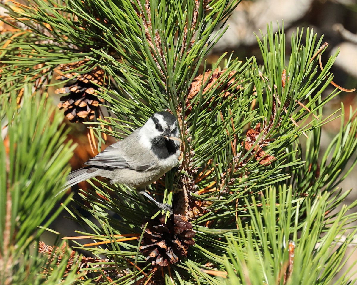 Mountain Chickadee - ML613141256