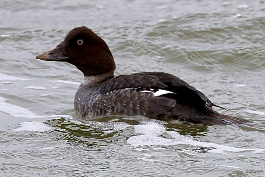 Common Goldeneye - ML613141375