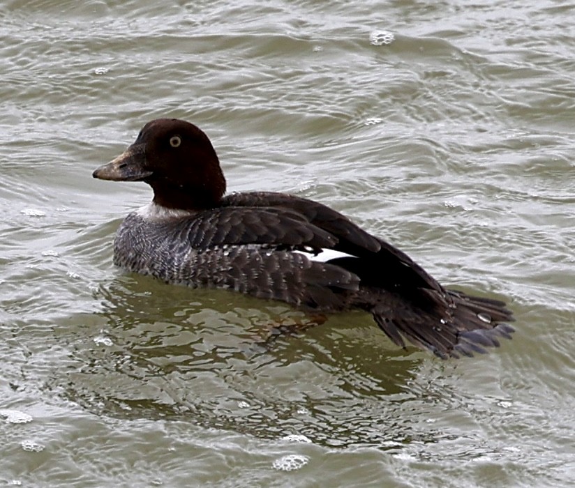 Common Goldeneye - ML613141376