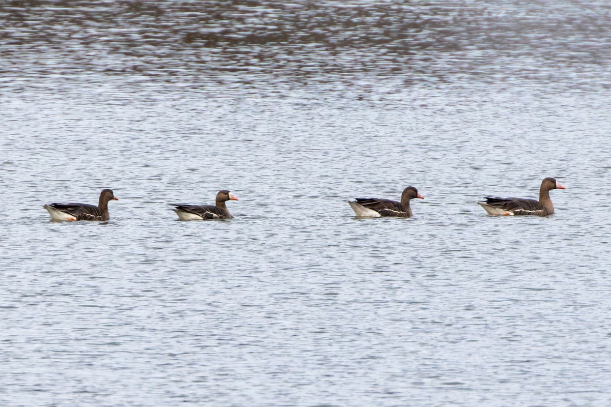 Greater White-fronted Goose - Jason  White