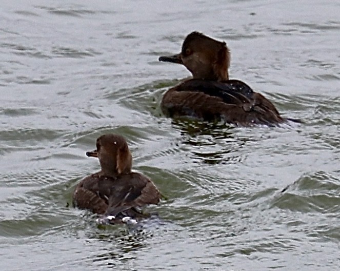 Hooded Merganser - ML613141401