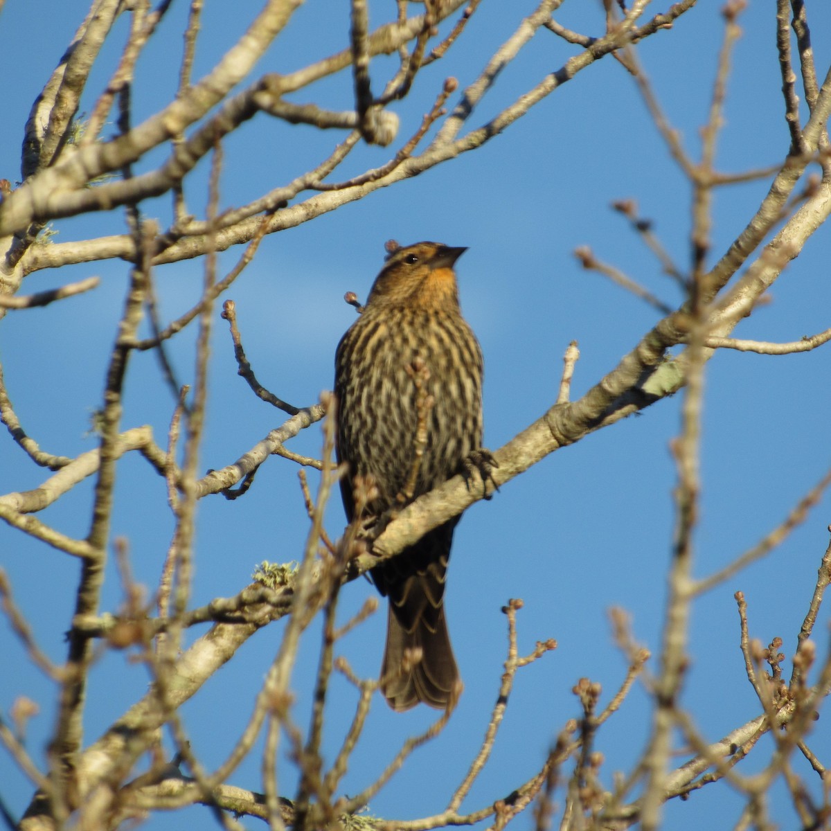 Red-winged Blackbird - ML613141416