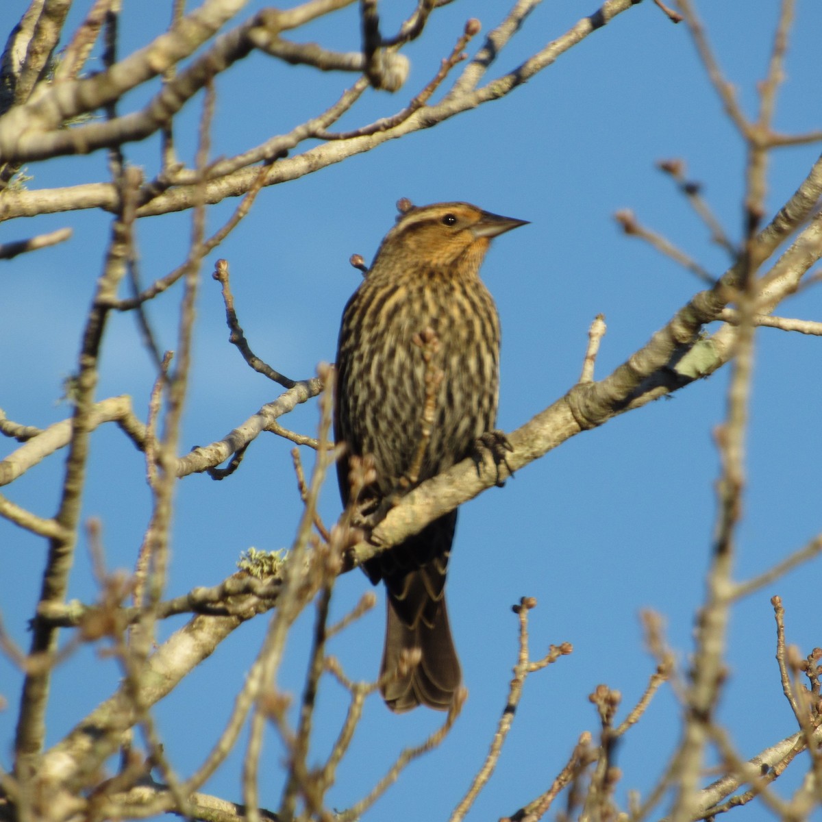 Red-winged Blackbird - ML613141417